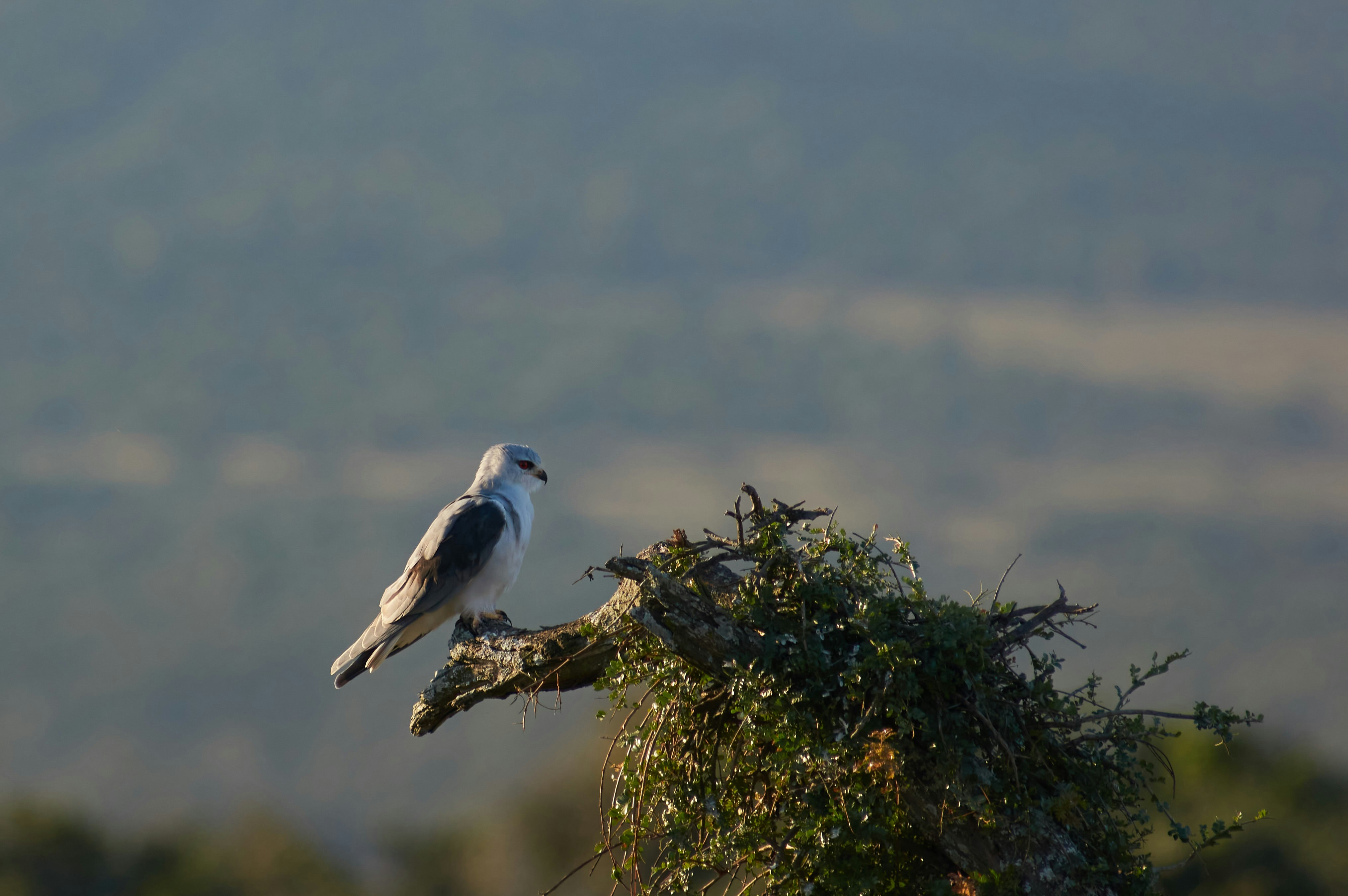 white and gray bird on brown tree branch